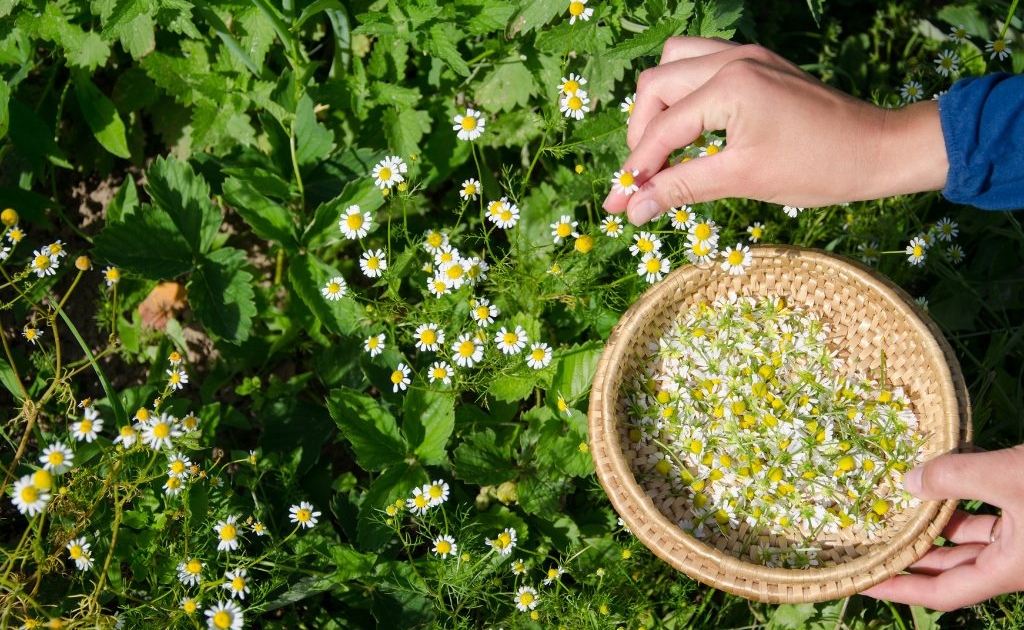 chamomile herbal flower blooms