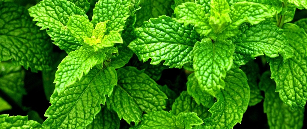 peppermint