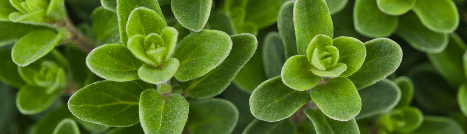Marjoram_Portfolio_HeaderImage_01