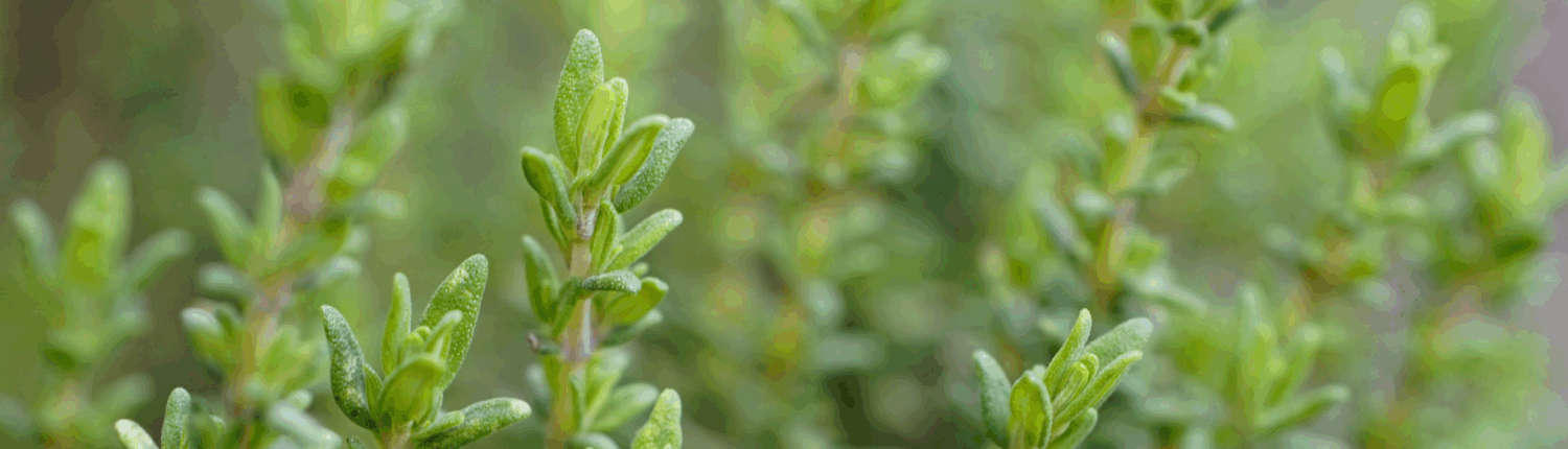 Thyme_Portfolio_HeaderImage_01